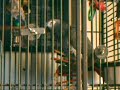 Buddha the African Grey Whistles and Practics Phrases