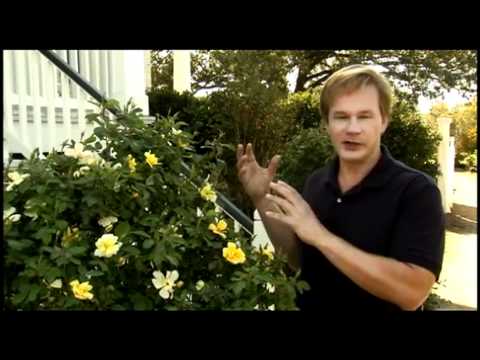 how to fertilize drift roses