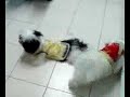 puppy pda...