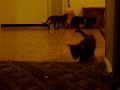 kitten tag team wrestling 001.AVI