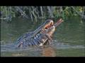 videos de Alligator vs Pelican (Alligator eats Pelican)