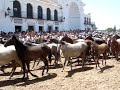 SACA DE YEGUAS . LA TUSA . EL ROCIO SACA DE YEGUAS . LA TUSA . EL ROCIO