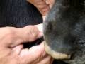 videos de gusano en piel de perro,Bug in skin of my dog