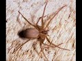 I got bitten by a brown recluse spider