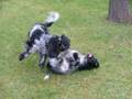 Cocker Spaniel Pictures