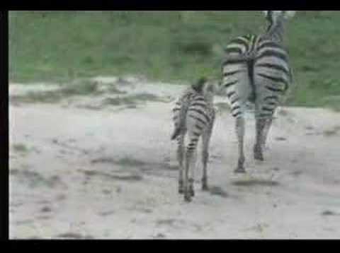 zebra - Zebra and Calf Dec 31 Nkorho Pan.