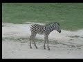 Zebra And Foal