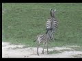 Zebra and Cute Foal