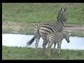 Zebra and Cute Foal