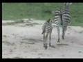 Zebra and Cute Foal