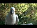 videos de Cockatoo vs lorikeets