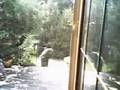 videos de bigfoot is back