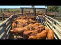 AACC Livestock Training