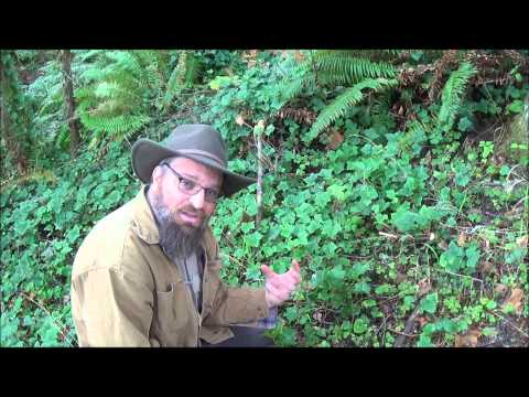 how to eliminate english ivy