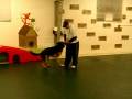 videos de Ultimatekanine.com