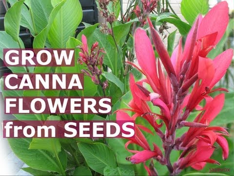 how to harvest lily seeds