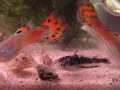 Baby Barbatus