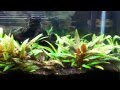 29 Gallon Planted Tank: Last Look
