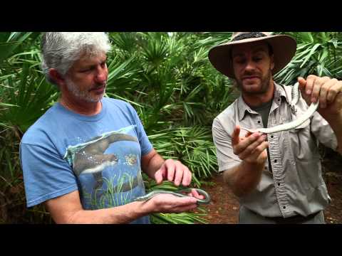 YouTube reptile video