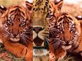 wild-catsnice-photos-of-lionstigersjaguarsleopards.html