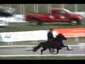 Fast speed racking horses,Racking horse ,speed tolt class Fast speed racking horses,Racking horse ,speed tolt class