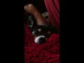 Click here to watch this video One of the Most Adorable Rescues