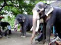 Eelephants waiting to be fed. - Elephant Sancturary, Kerala, India