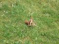Eichhörnchen 1