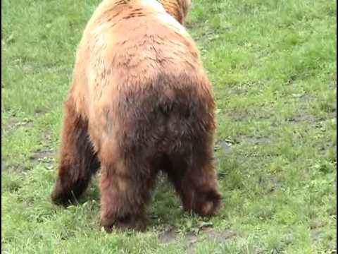 bär