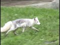 Little fox trying to bite big bear in the butt!