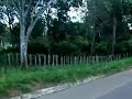 Fazenda de cacau