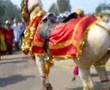 horse dancing punjab