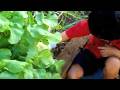 videos de Picking Turnips