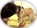 meu cão walmor chagas e suas reflexões sobre a minha comédia