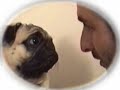 meu cão walmor chagas e suas reflexões sobre a minha comédia