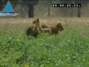 Instant royal avec les lions de Ramat Gan