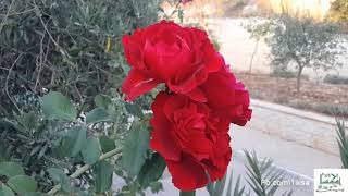 امشي في  بيت اكسا خطوة بخطوة الجزء الاول