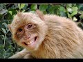 monkey slap 3rd installment