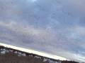 chasse a l oie blanche au lac st jean