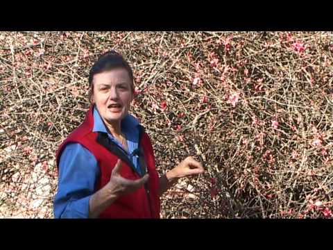 how to transplant flowering quince