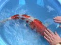 Hiroi Kohaku Hiroi Kohaku