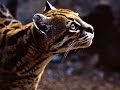 national-geographic-yanni-tribute.html