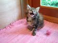Chatty Cathy Maine Coon Kitten