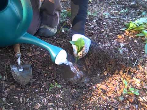 how to transplant turf