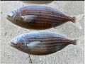 Tan solo Dos sardinas - La ballena - Yo quiero adelgazar Tan solo Dos sardinas - La ballena - Yo quiero adelgazar