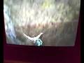videos de VOLO D ANGELO DA 150 M COLOSSO VERCELLI. LUPO