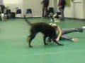 Crazy Dog Training