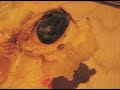 Earwig Nectarine