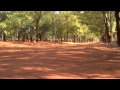 Dancing lemurs in Madagascar