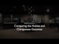 RDF TV - Comparing the Human and Chimpanzee Genomes - Nebraska Vignettes #3 - Richard Dawkins